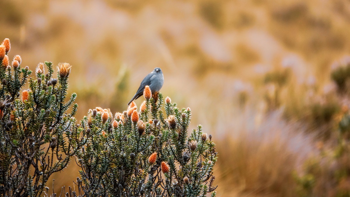 Plumbeous Sierra Finch - ML608569926