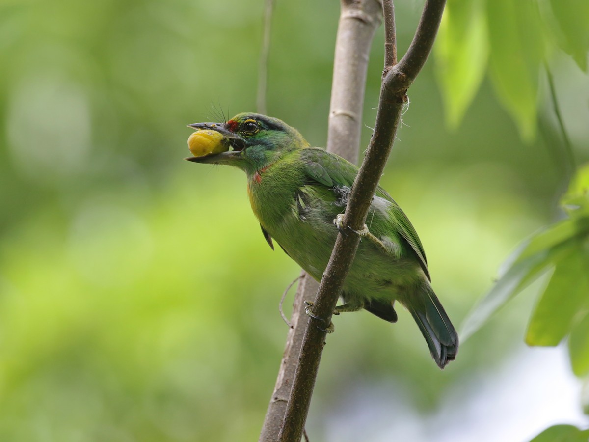 Moustached Barbet - ML608569971