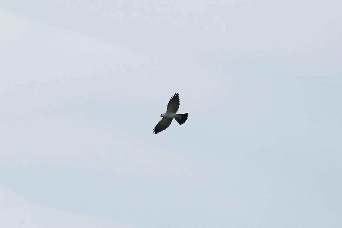 Mississippi Kite - ML608569977