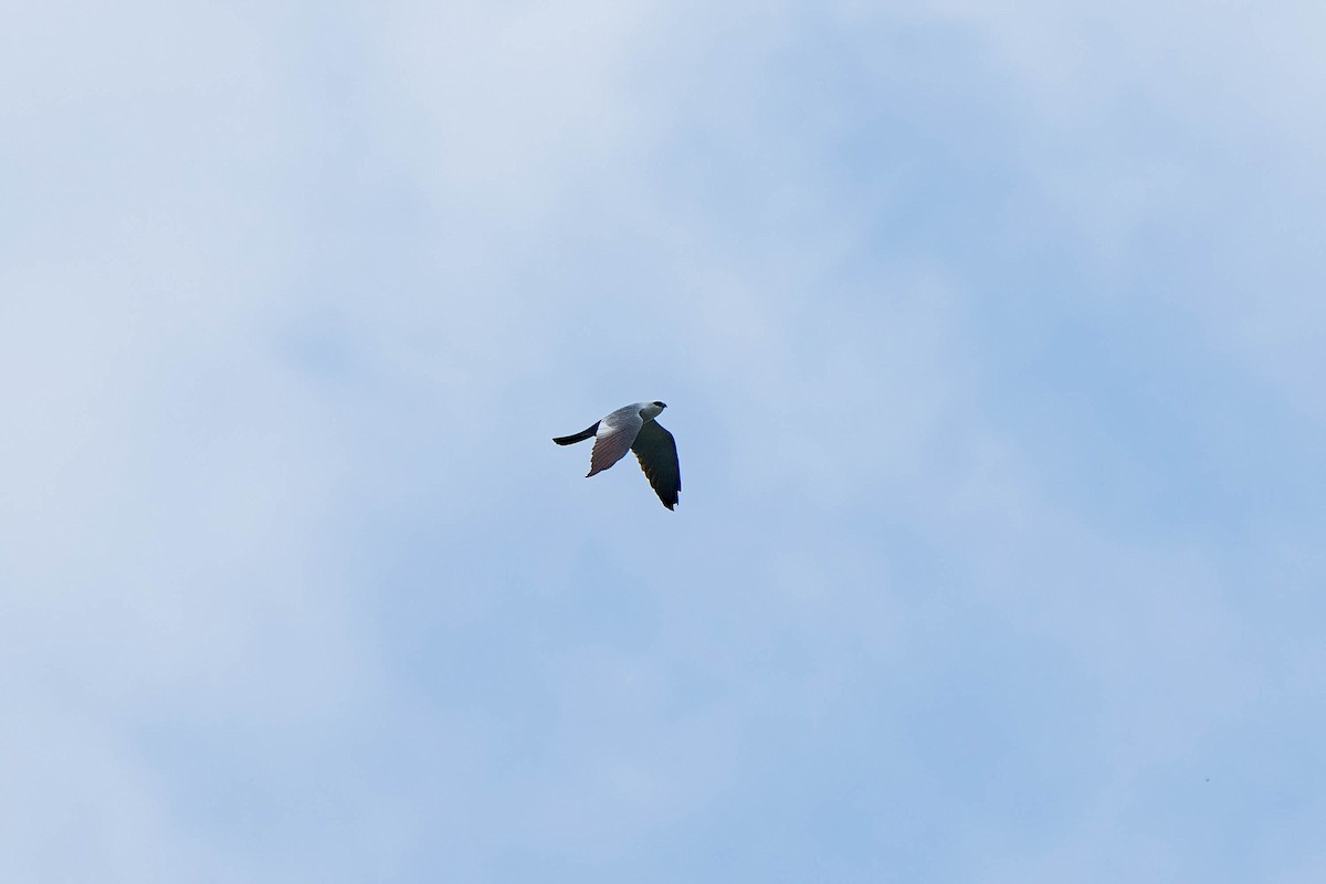 Mississippi Kite - Andrea C