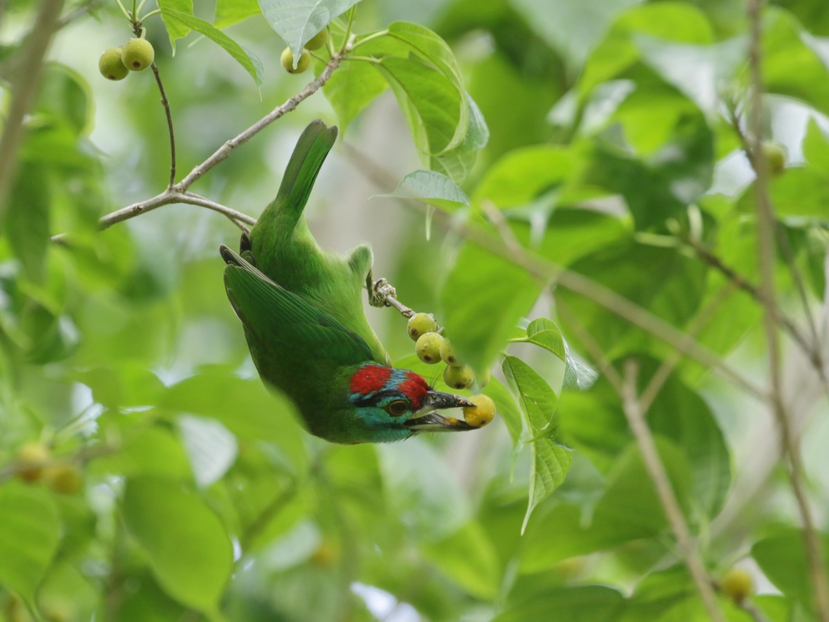 Blauwangen-Bartvogel - ML608569990