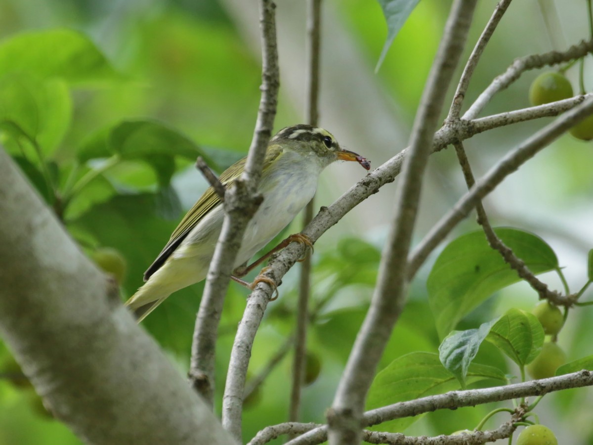 Eastern Crowned Warbler - ML608569997