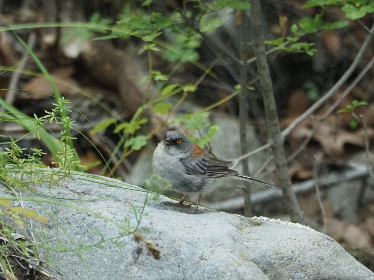 Yellow-eyed Junco - ML608570237