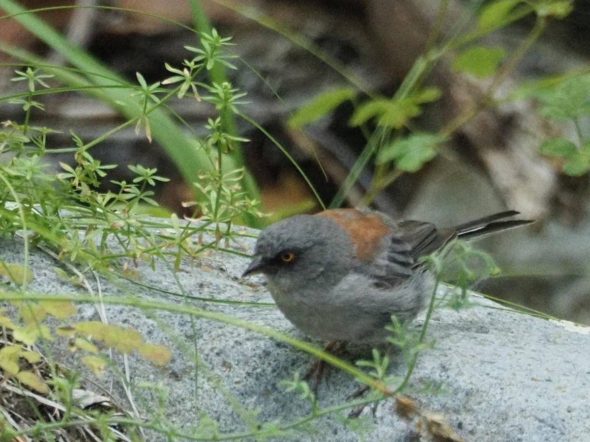 Yellow-eyed Junco - Joshua Snodgrass