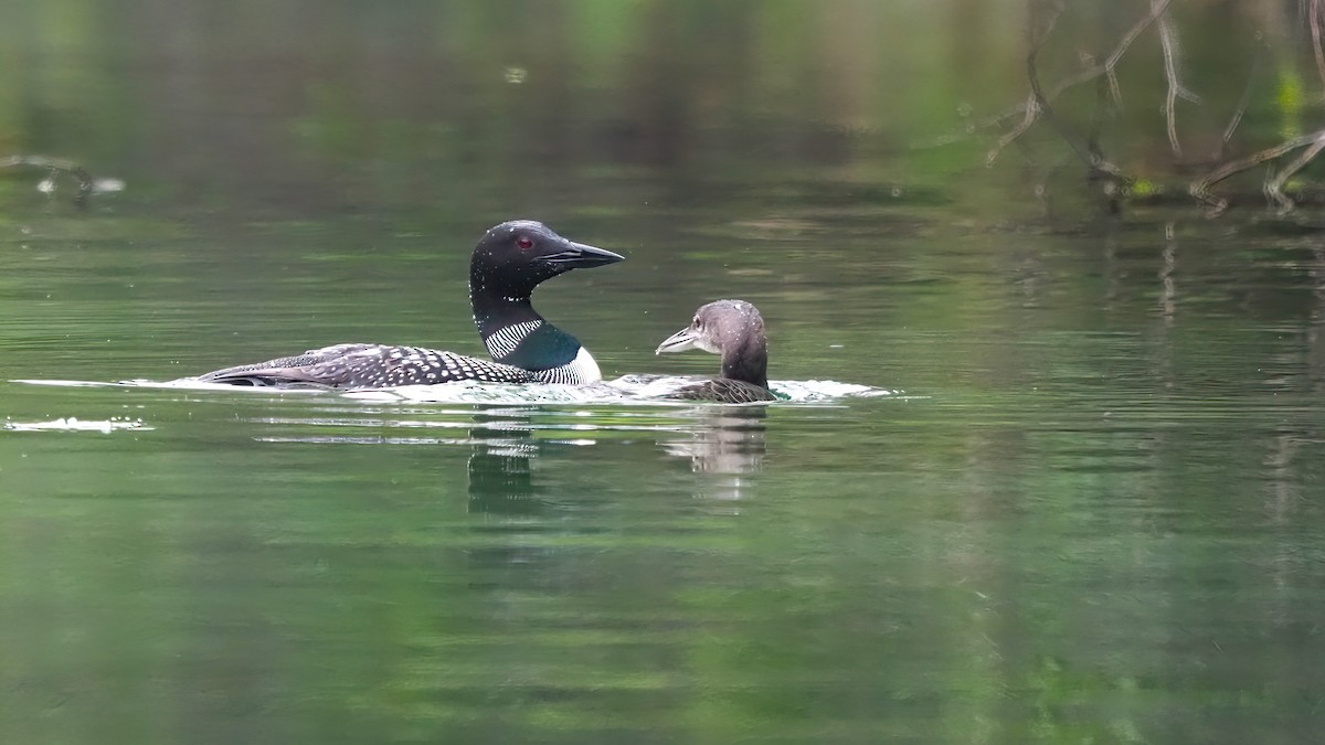 Common Loon - ML608570265