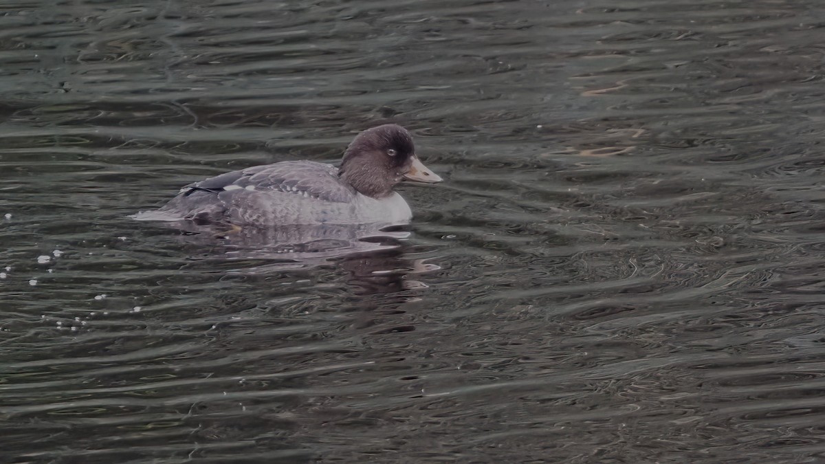 Common Goldeneye - Mark Cloutier