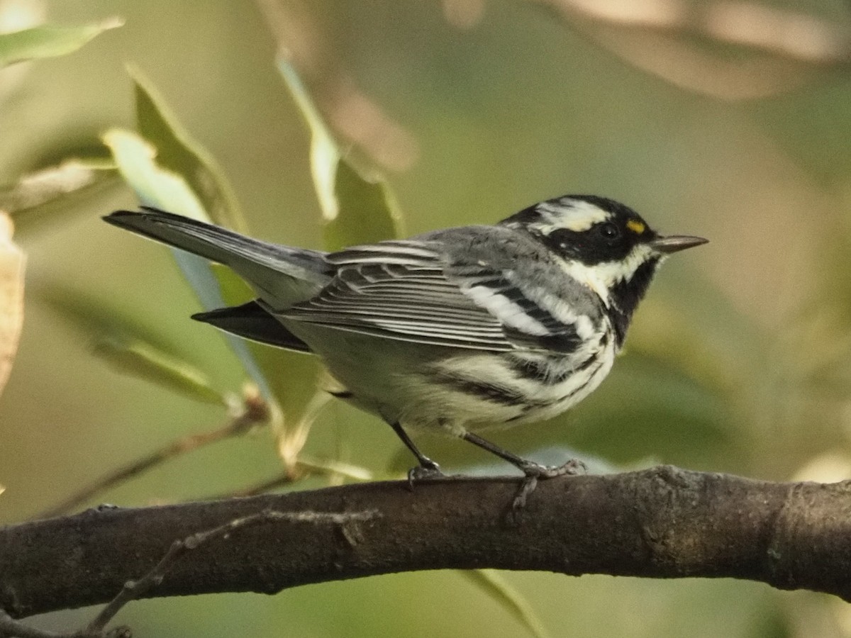 Black-throated Gray Warbler - Joshua Snodgrass