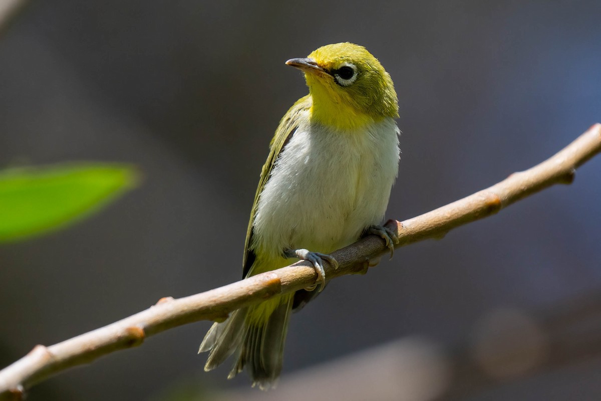 Swinhoe's White-eye - Andrea C