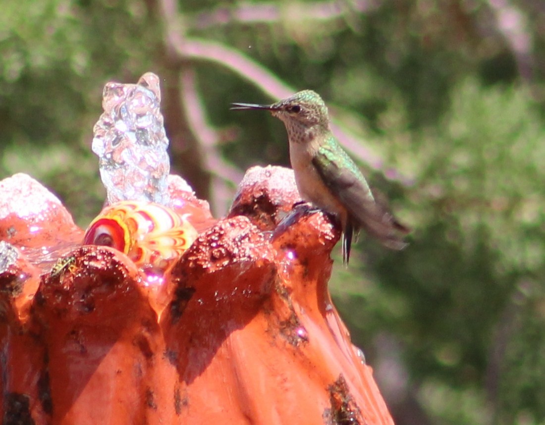 Calliope Hummingbird - ML608570356