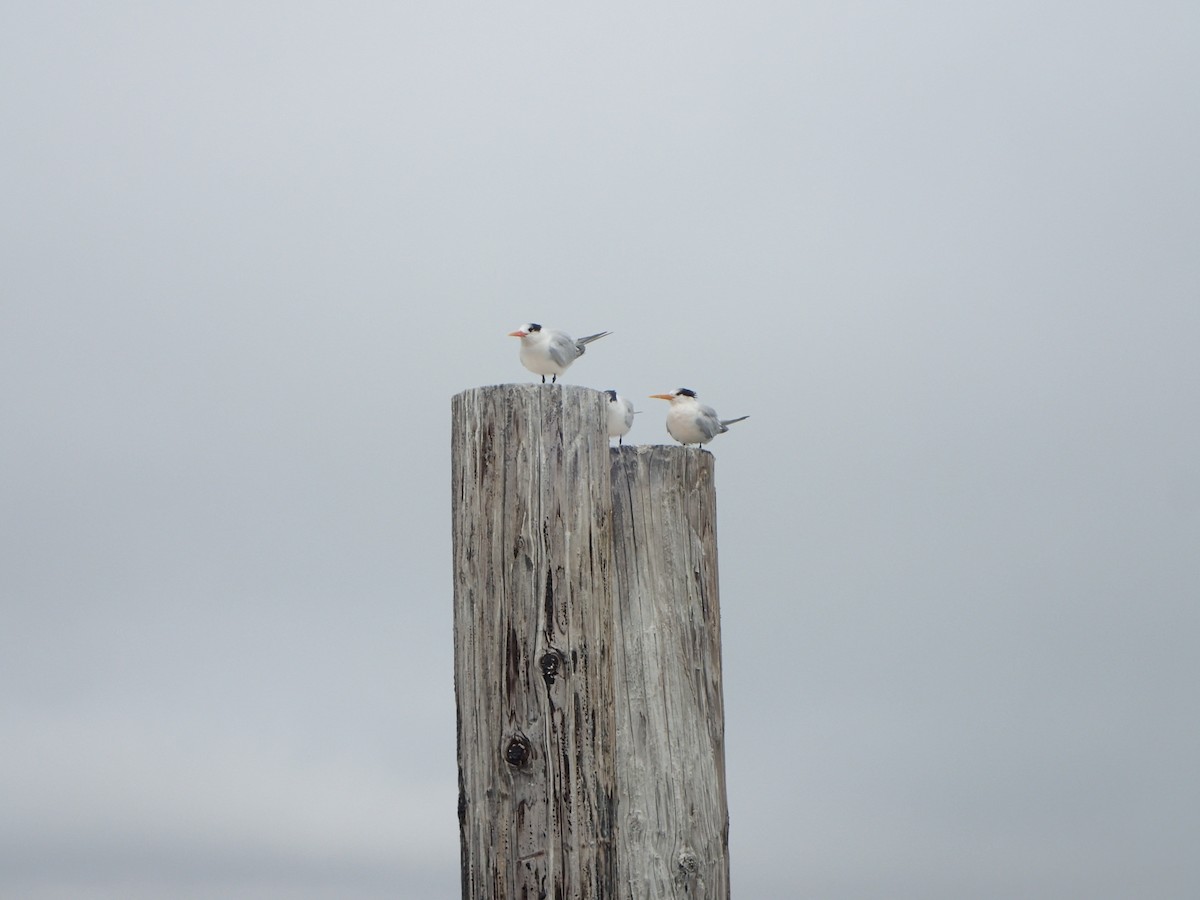 Elegant Tern - Howard Meyerson