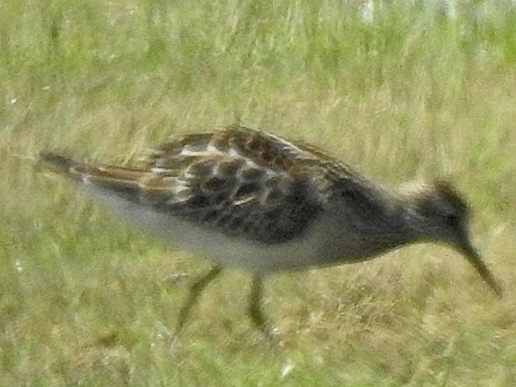 Pectoral Sandpiper - Sandra Reed