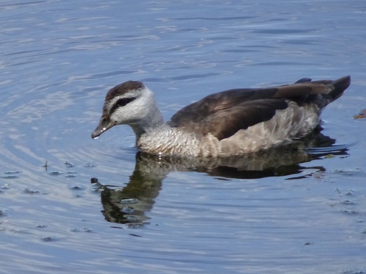 Cotton Pygmy-Goose - ML608570413