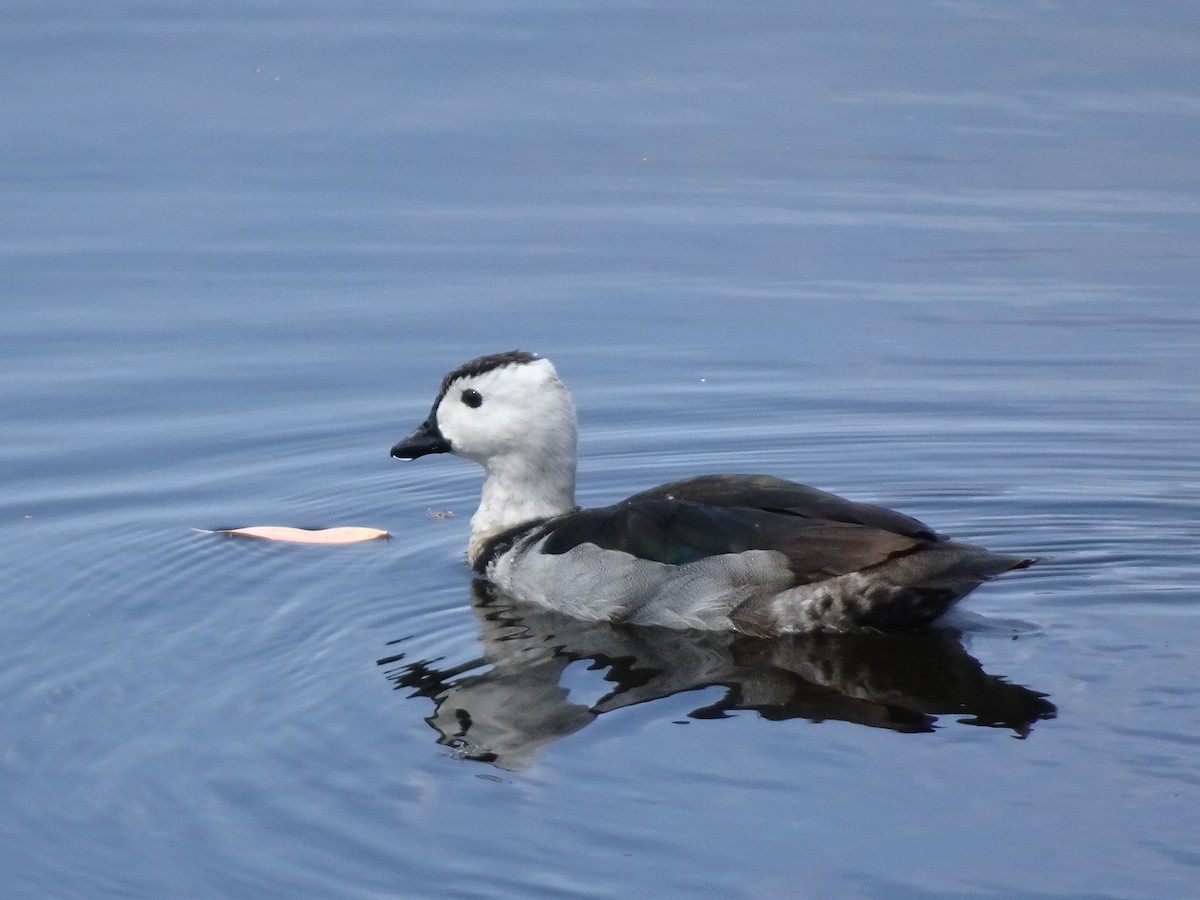 Cotton Pygmy-Goose - ML608570414