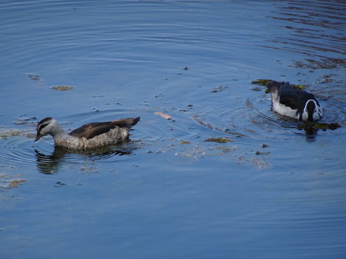 Cotton Pygmy-Goose - ML608570415