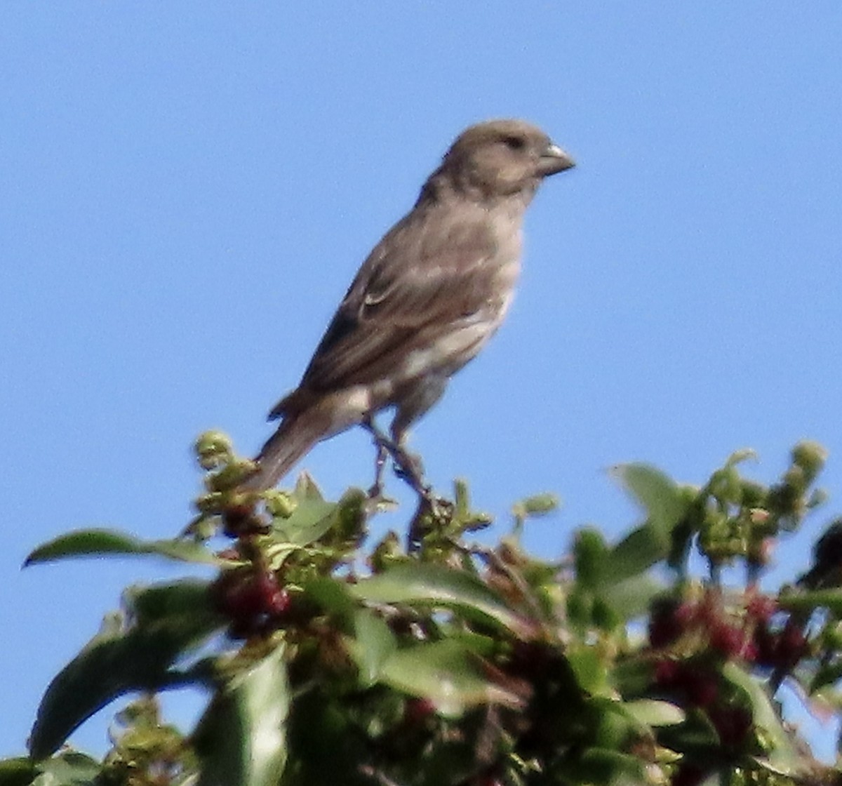 House Finch - ML608570488