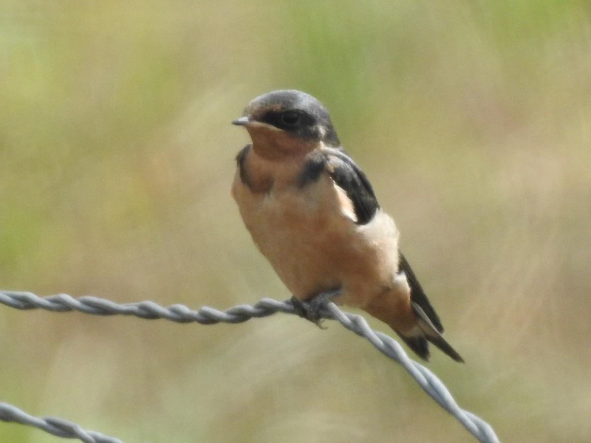 家燕 - ML608570627