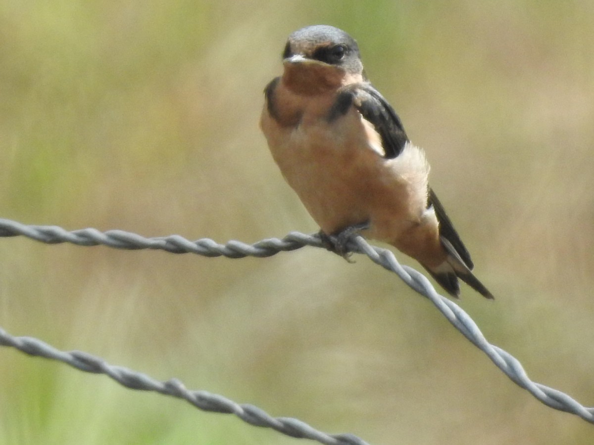 Асрын хараацай - ML608570628