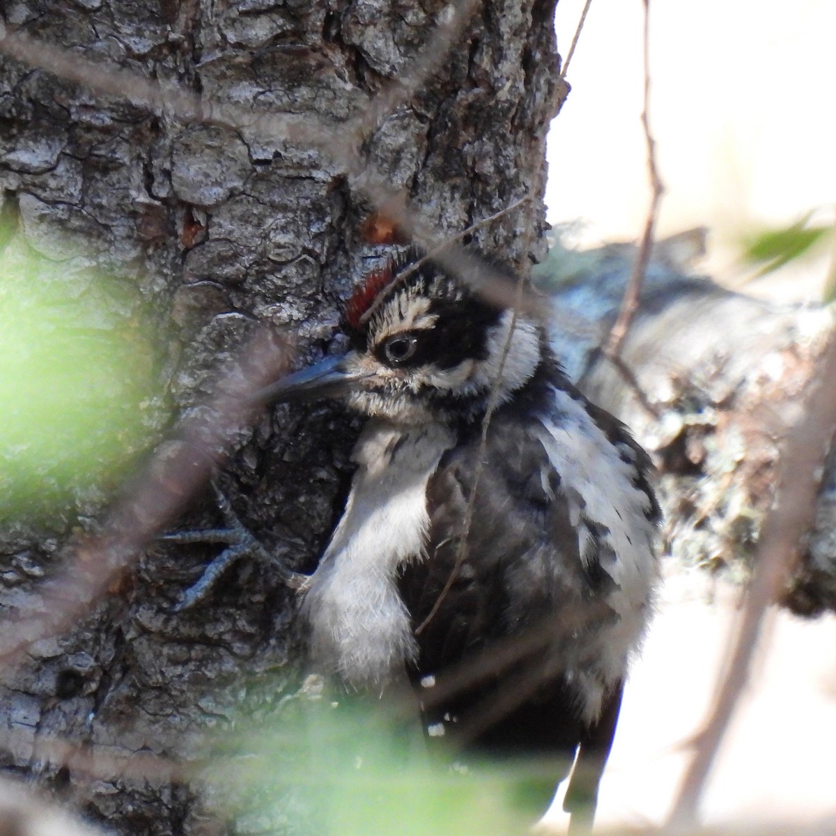 Hairy Woodpecker - ML608570666