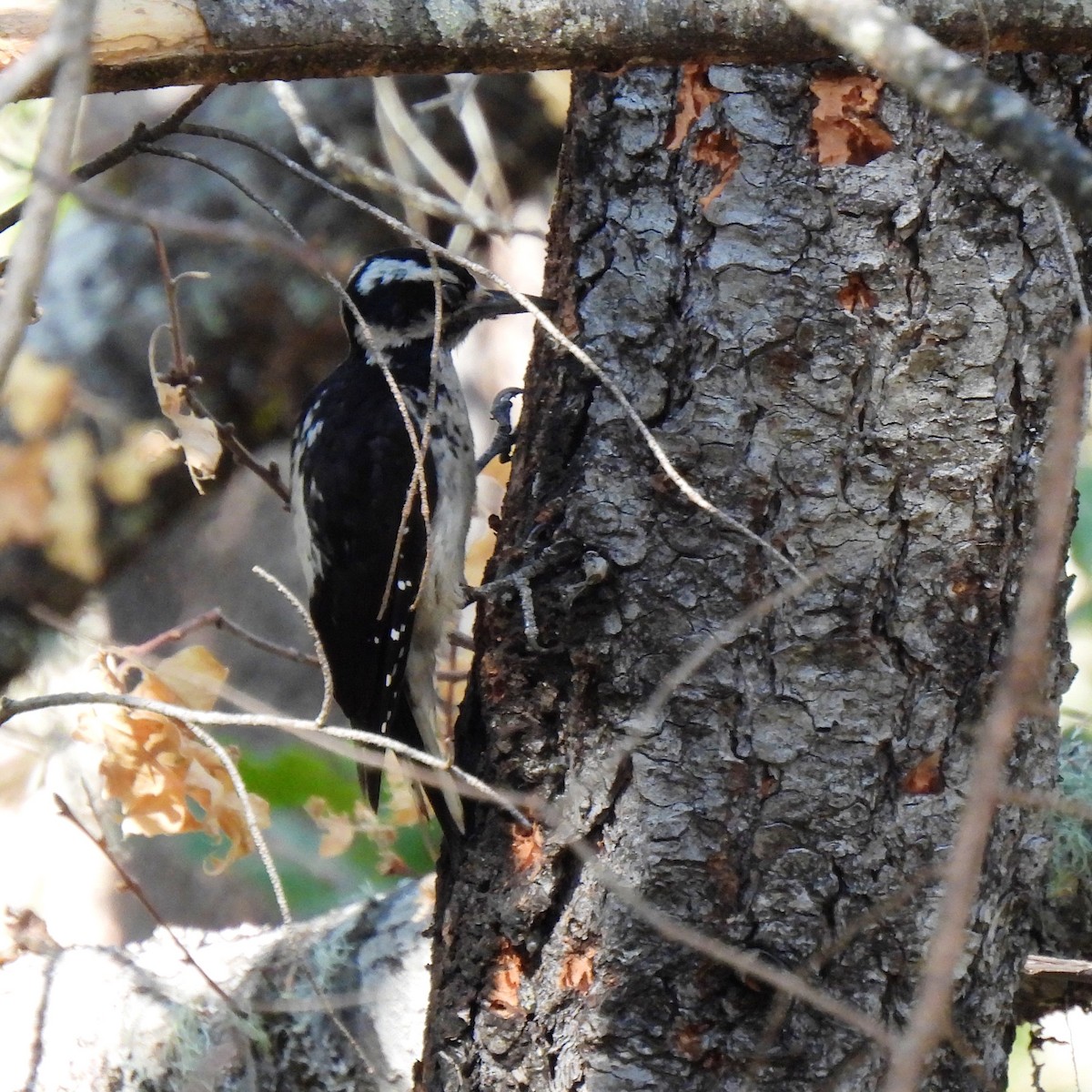 Hairy Woodpecker - ML608570667