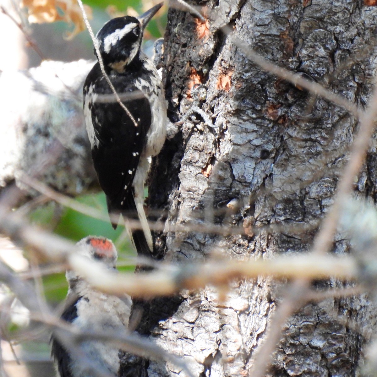 Hairy Woodpecker - ML608570668