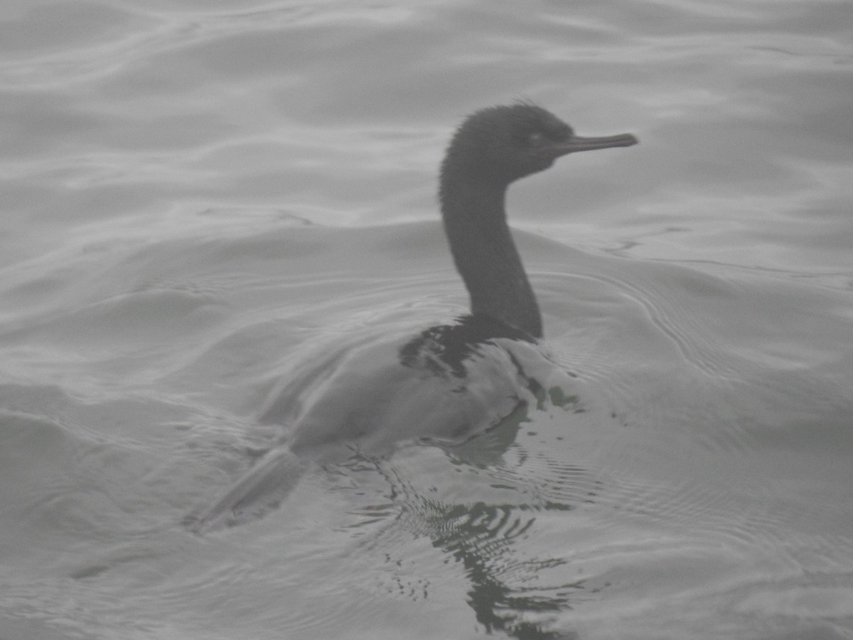 Pelagic Cormorant - ML608570721