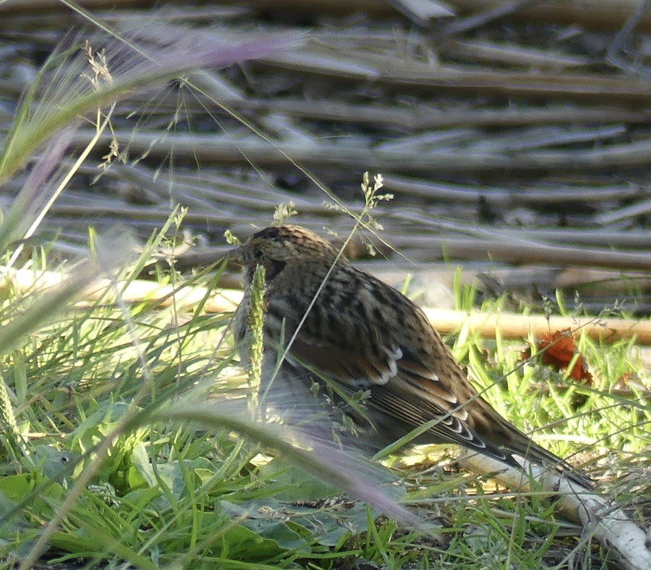 Lapland Longspur - ML608570724