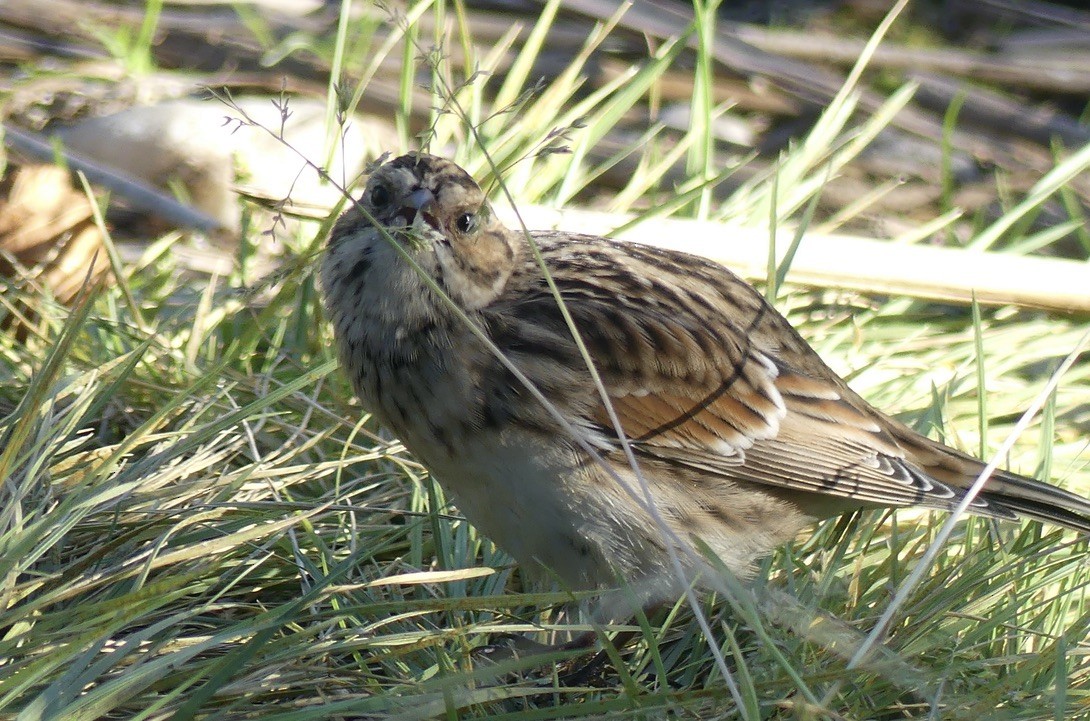 Lapland Longspur - ML608570725