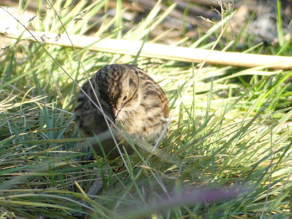 Lapland Longspur - ML608570734