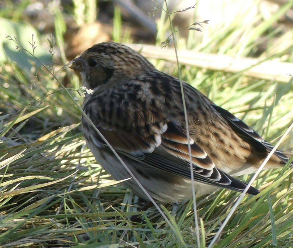 Lapland Longspur - ML608570736