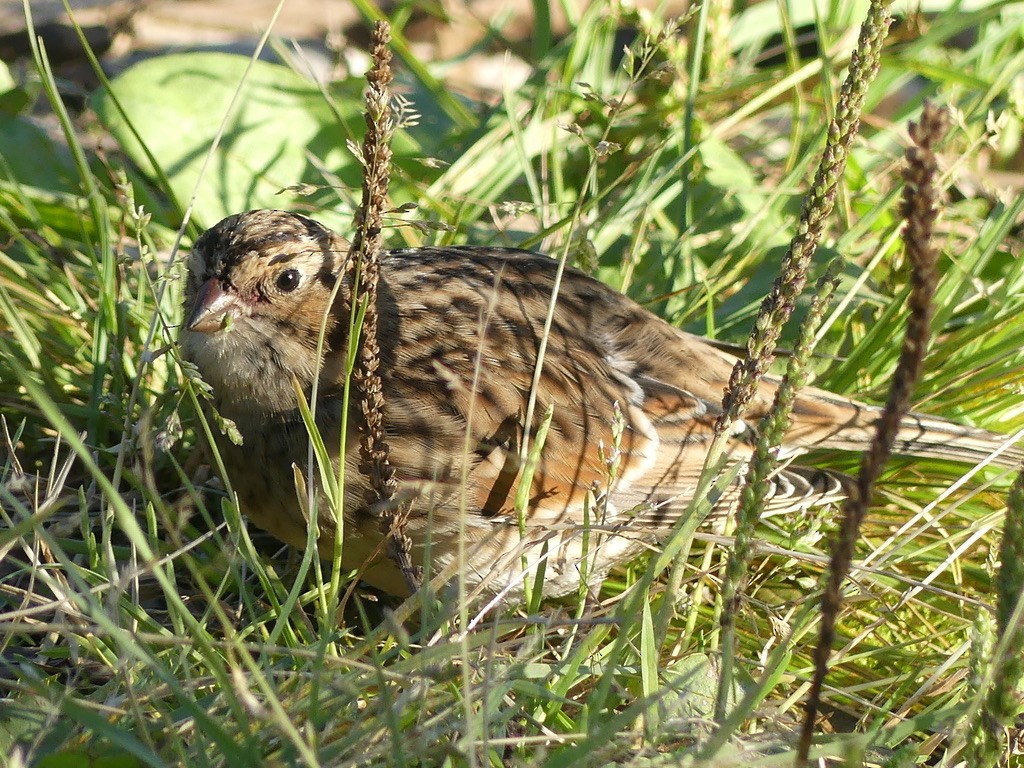 Lapland Longspur - ML608570739