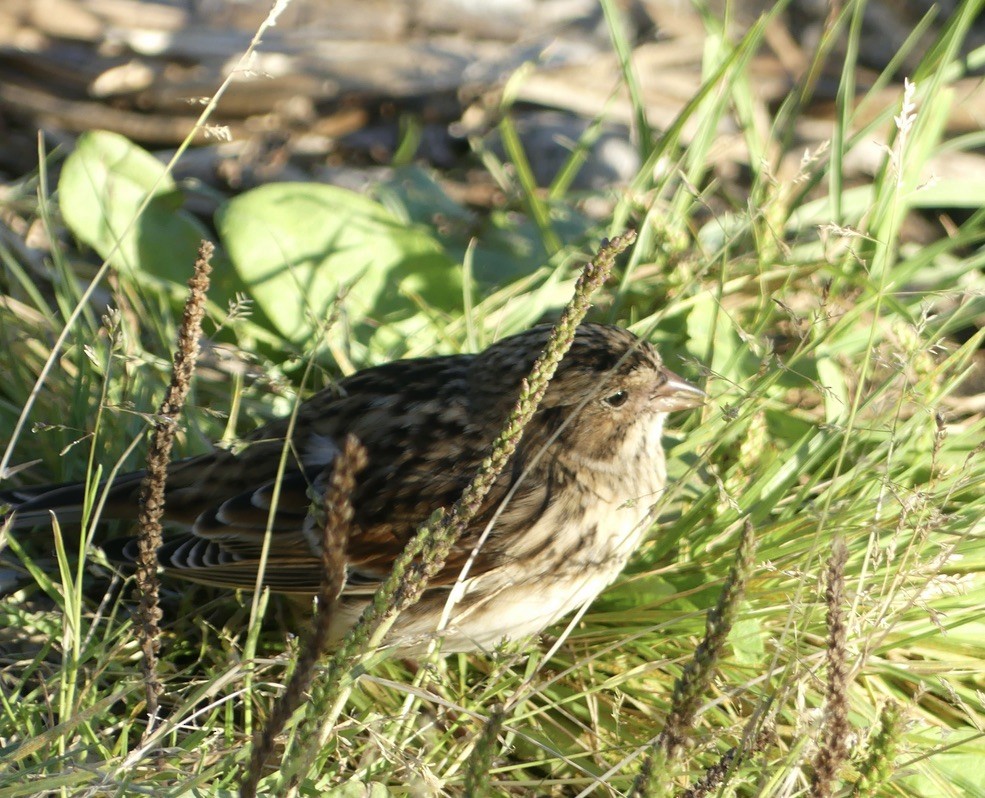 Lapland Longspur - T A