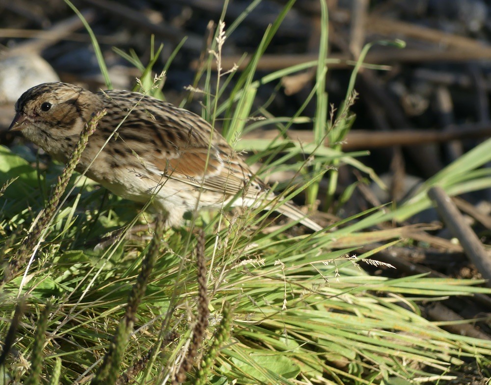 Lapland Longspur - ML608570743