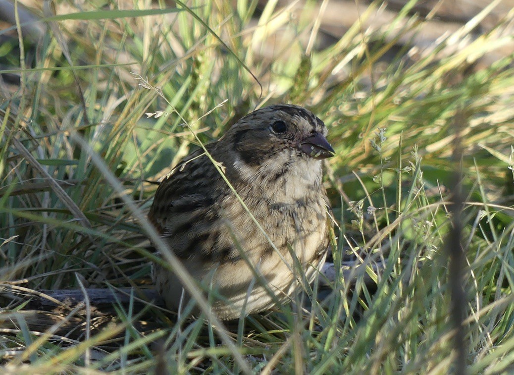 Lapland Longspur - T A