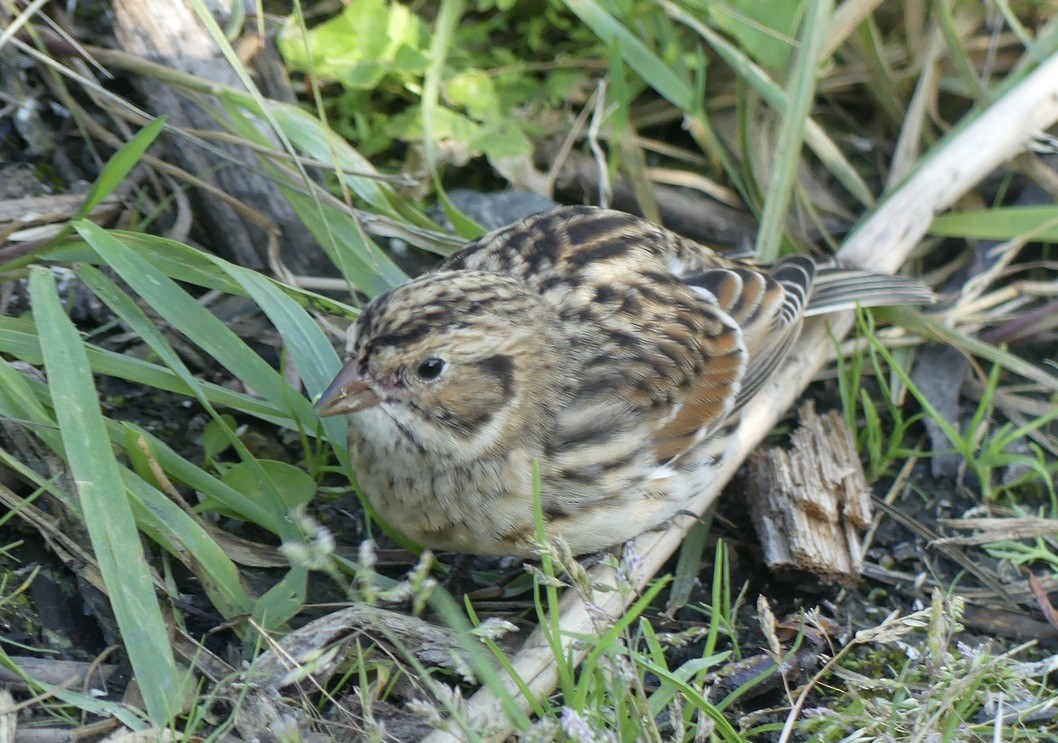 Lapland Longspur - ML608570749