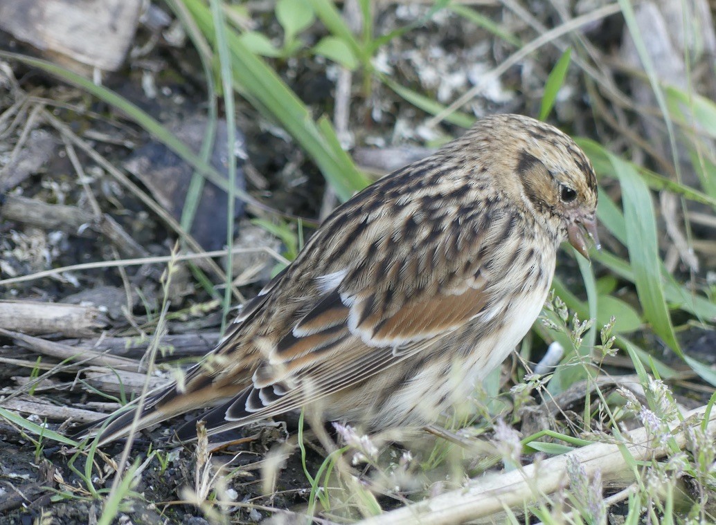 Lapland Longspur - ML608570751