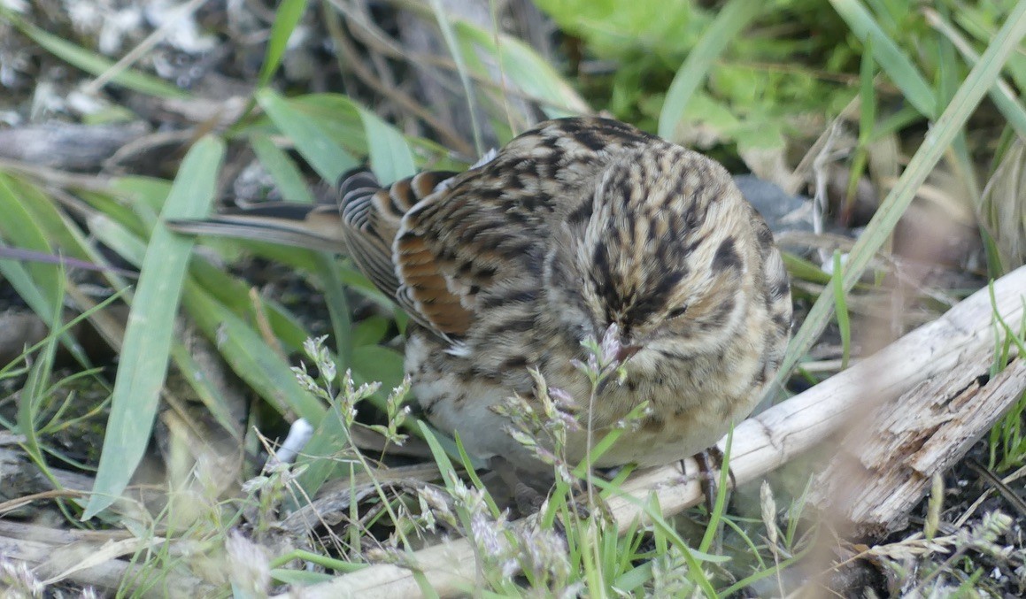 Lapland Longspur - ML608570754