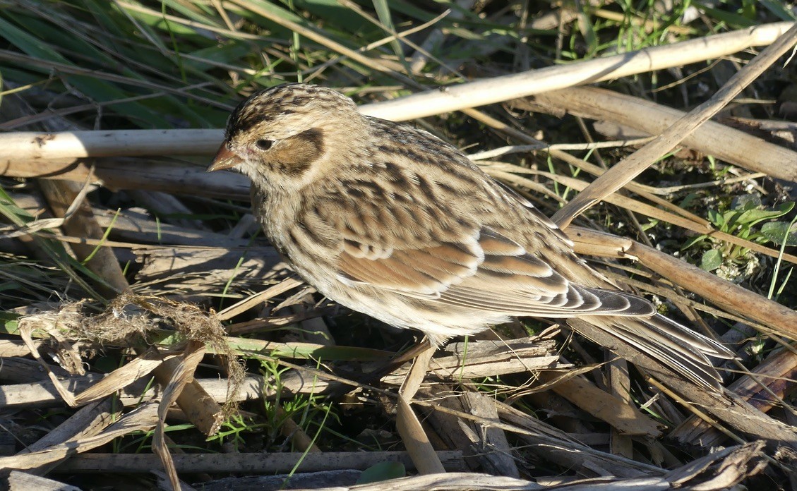 Lapland Longspur - T A