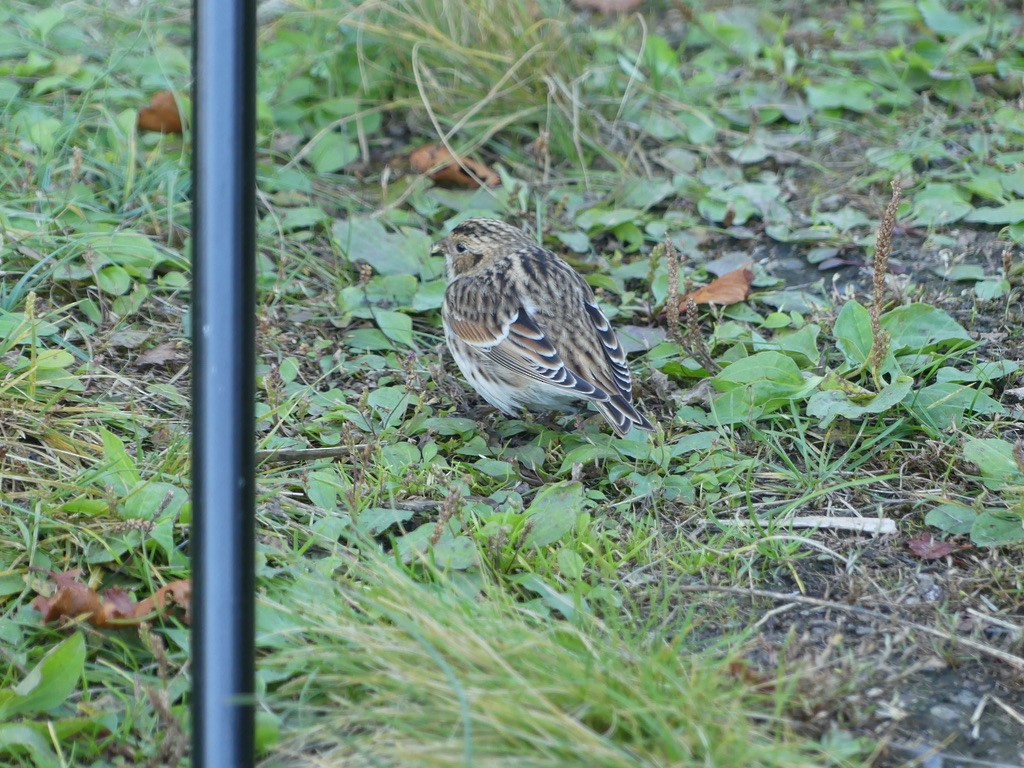 Lapland Longspur - ML608570760