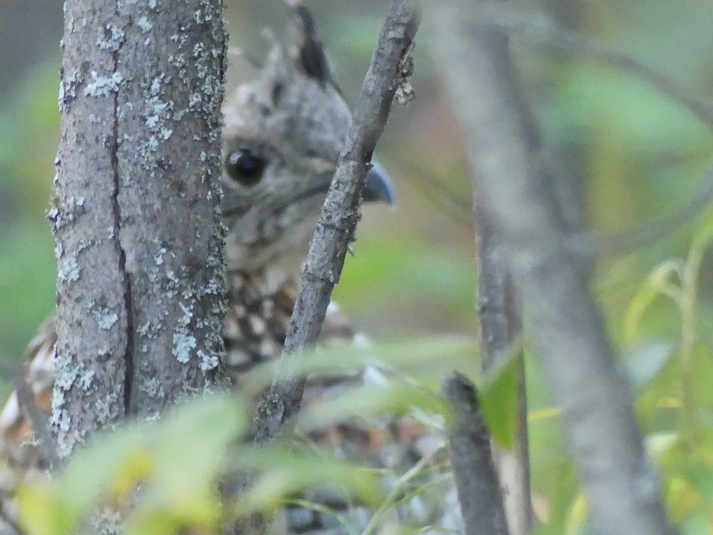 Ruffed Grouse - ML608570765