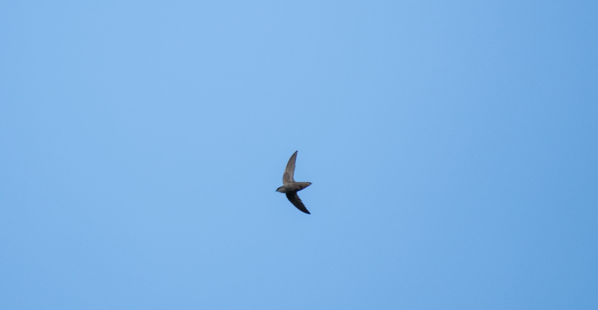 Chimney Swift - Simon Boivin