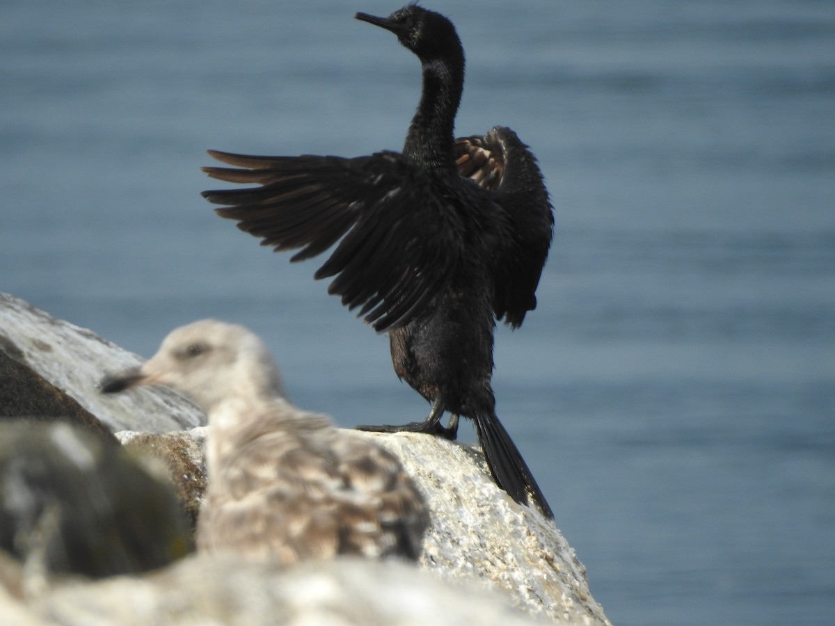 Pelagic Cormorant - ML608570909