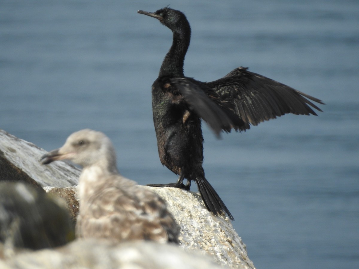 Pelagic Cormorant - ML608570911