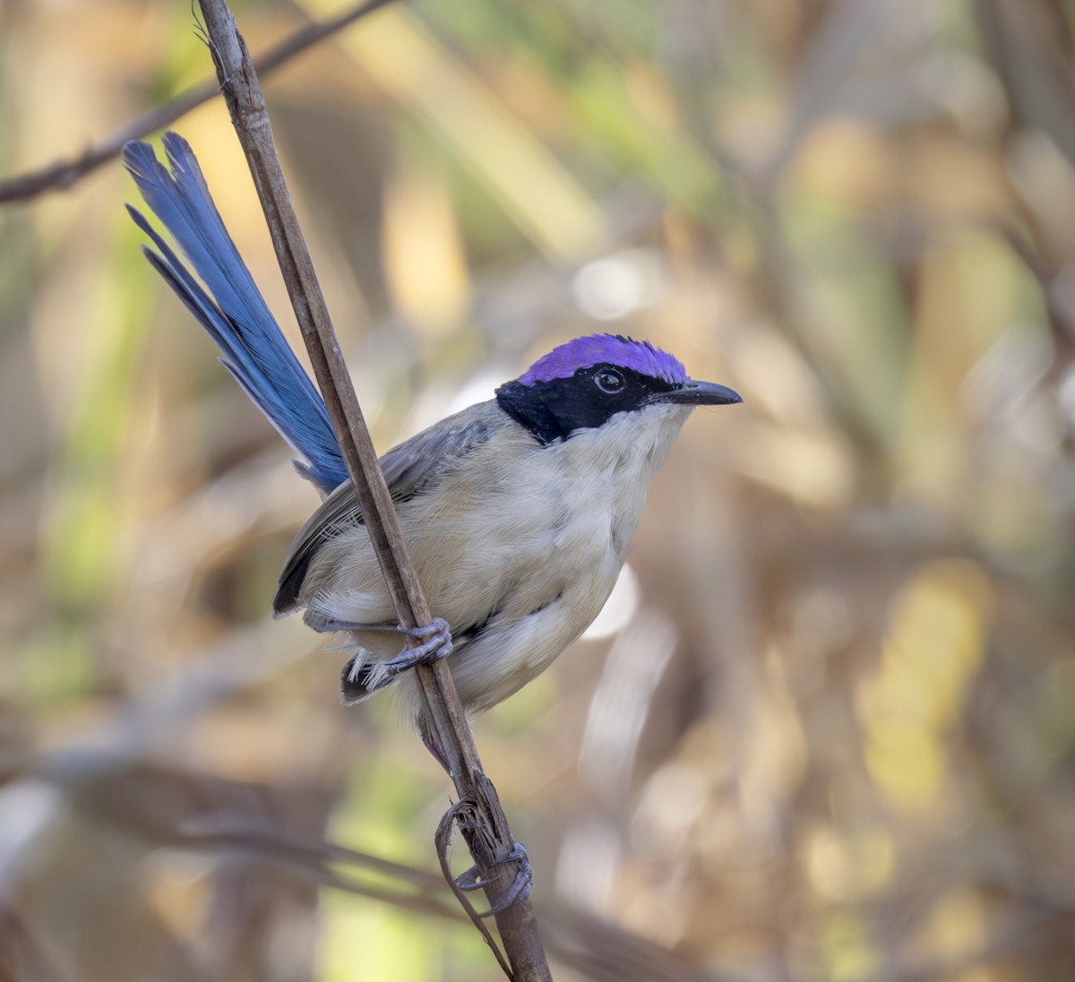 Purple-crowned Fairywren - Richard Simmonds