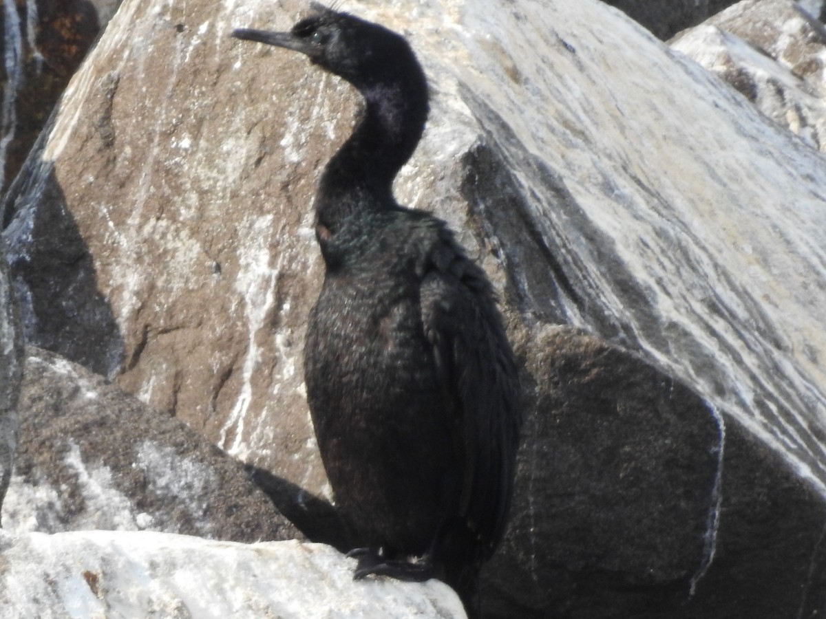 Pelagic Cormorant - ML608570925