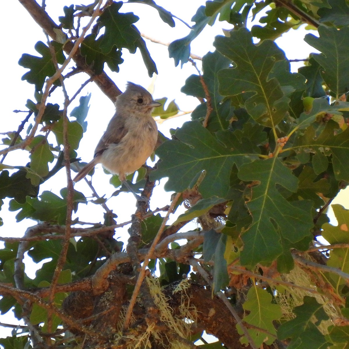 Oak Titmouse - ML608571043