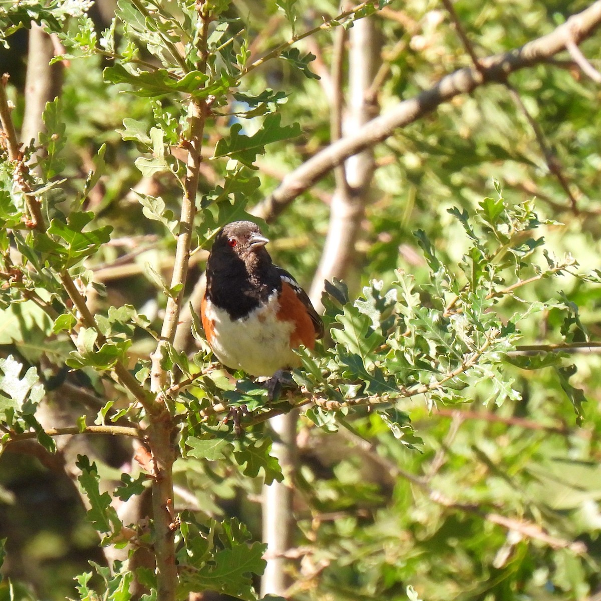 Spotted Towhee - ML608571046