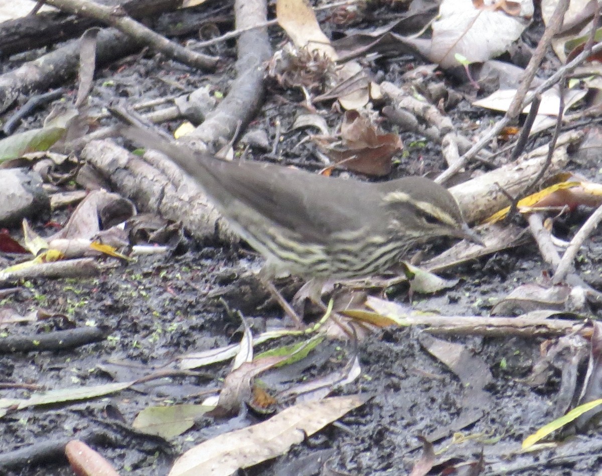 Northern Waterthrush - ML608571047