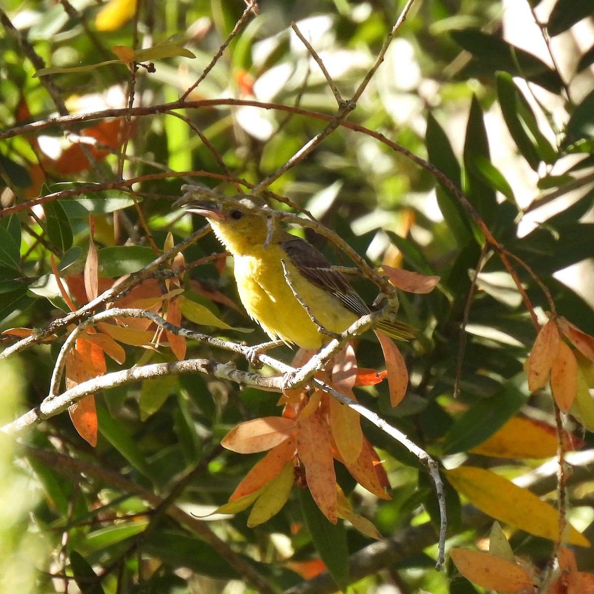 Hooded Oriole - Susan Kirkbride