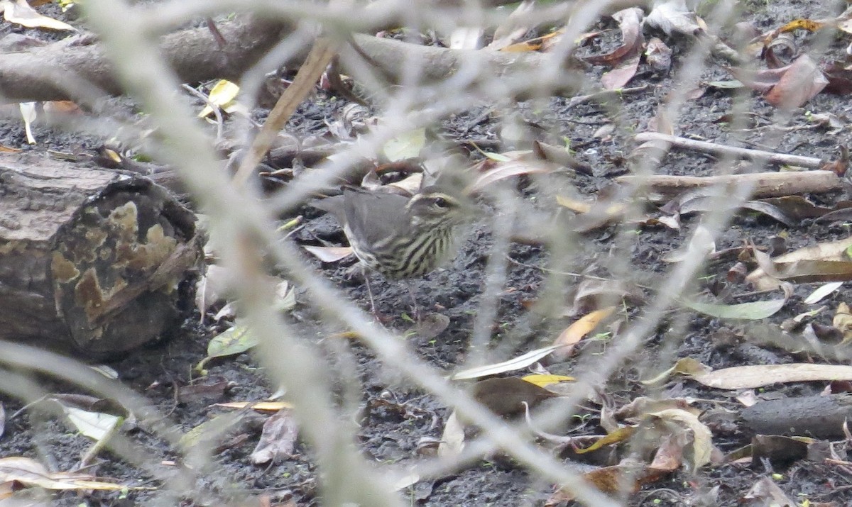 Northern Waterthrush - ML608571051