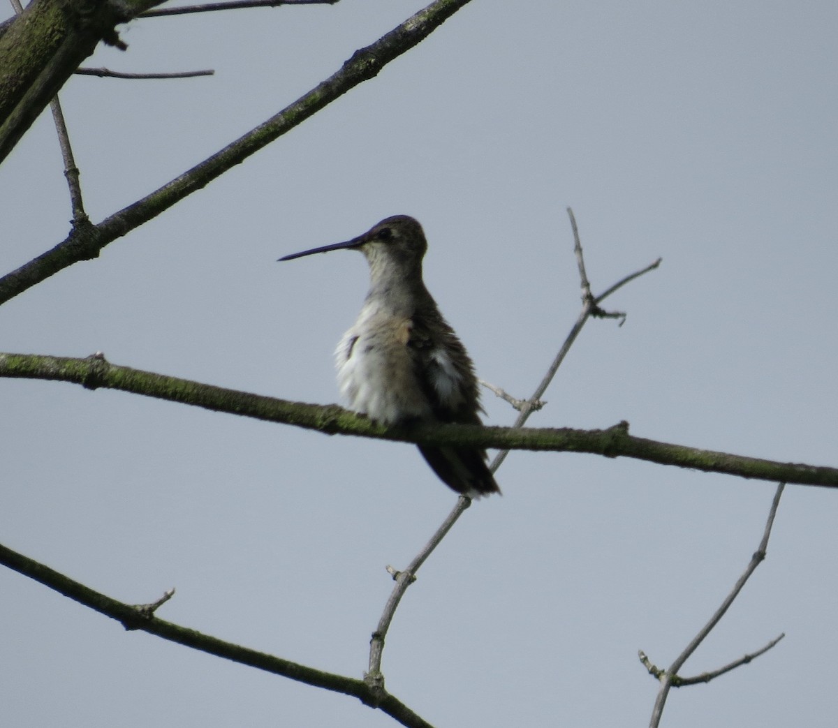Black-chinned Hummingbird - ML608571062